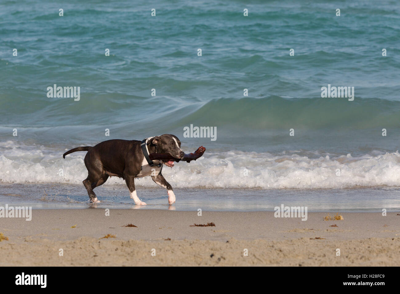 Un chien noir et blanc marchant le long de la plage avec un grand stick Banque D'Images