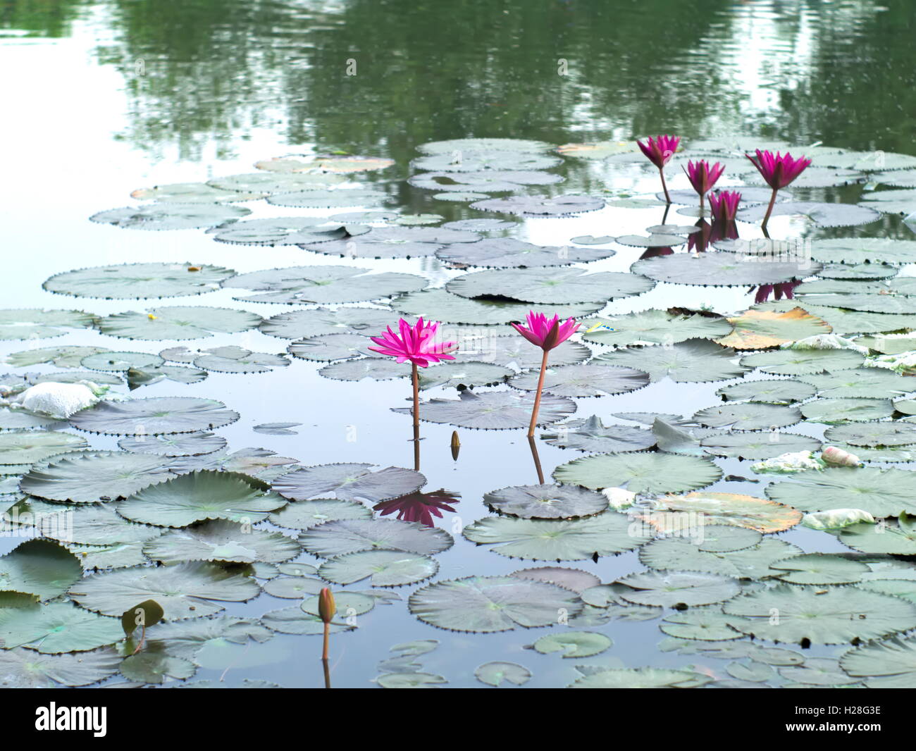 Water Lilies, Nymphaea lotus, ou dans une piscine Nymphaeaceae Banque D'Images