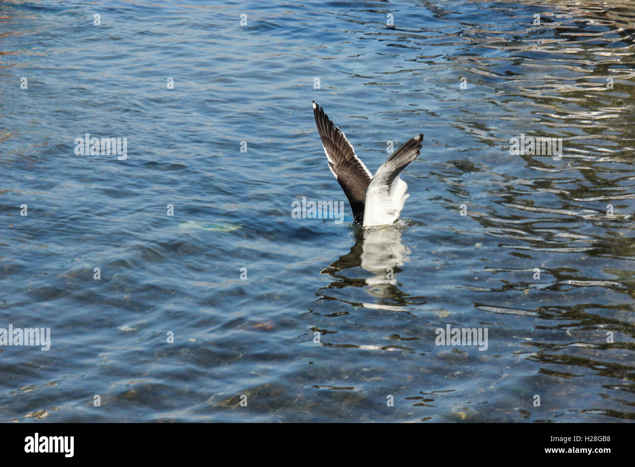 Mouette plonge pour chasser les petits poissons dans la mer de Cabo Frio, une ville de Rio de Janeiro, Brésil Banque D'Images