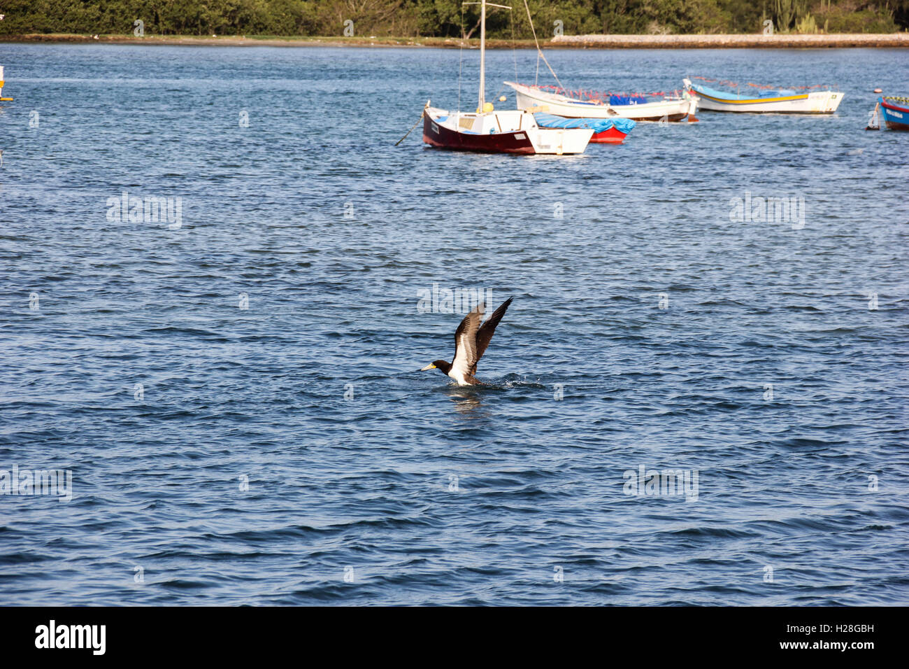 Plongées d'oiseaux à chasser les petits poissons dans la mer de Cabo Frio, une ville de Rio de Janeiro, Brésil Banque D'Images