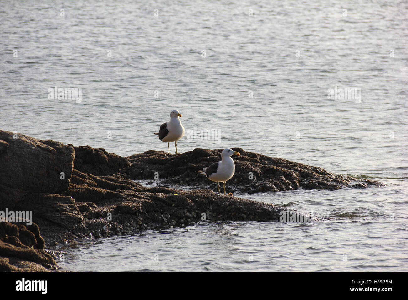 Mouettes sur un rocher en bord de mer à Cabo Frio, ville de l'état de Rio de Janeiro, Brésil. Banque D'Images