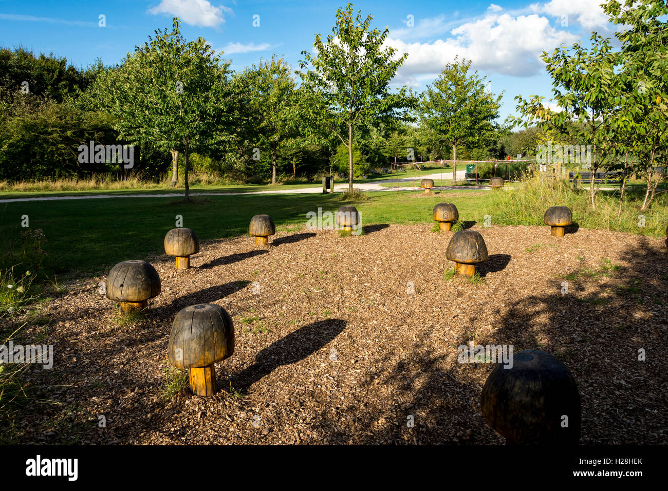 Champignons en bois bague à Rushcliffe Country Park, Ruddington, Nottingham, England, UK Banque D'Images