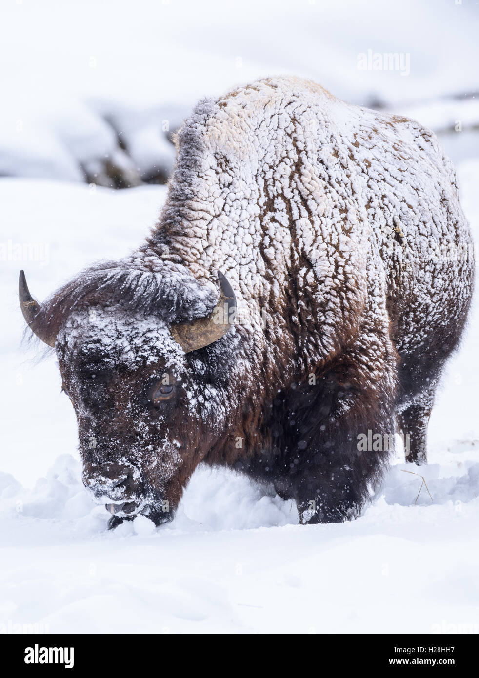 Des bisons dans la neige profonde, le Parc National de Yellowstone, Wyoming Banque D'Images