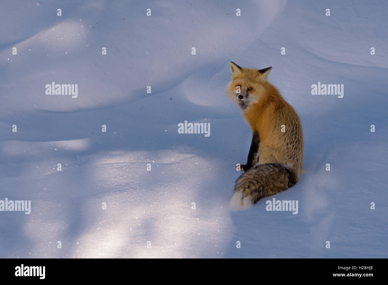 Fox en hiver, le Parc National de Yellowstone, Wyoming, USA Banque D'Images