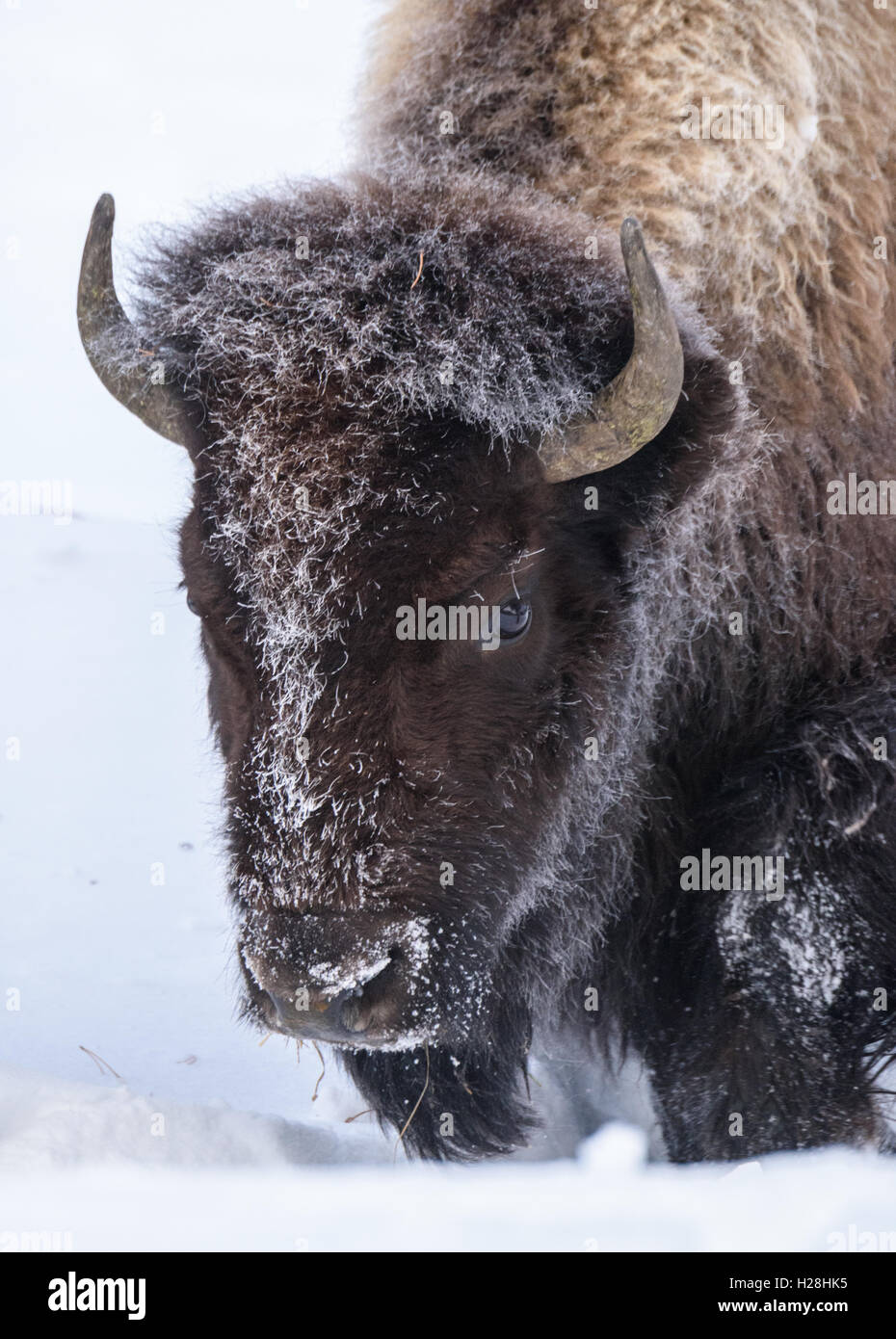 Des bisons dans la neige profonde, le Parc National de Yellowstone, Wyoming Banque D'Images