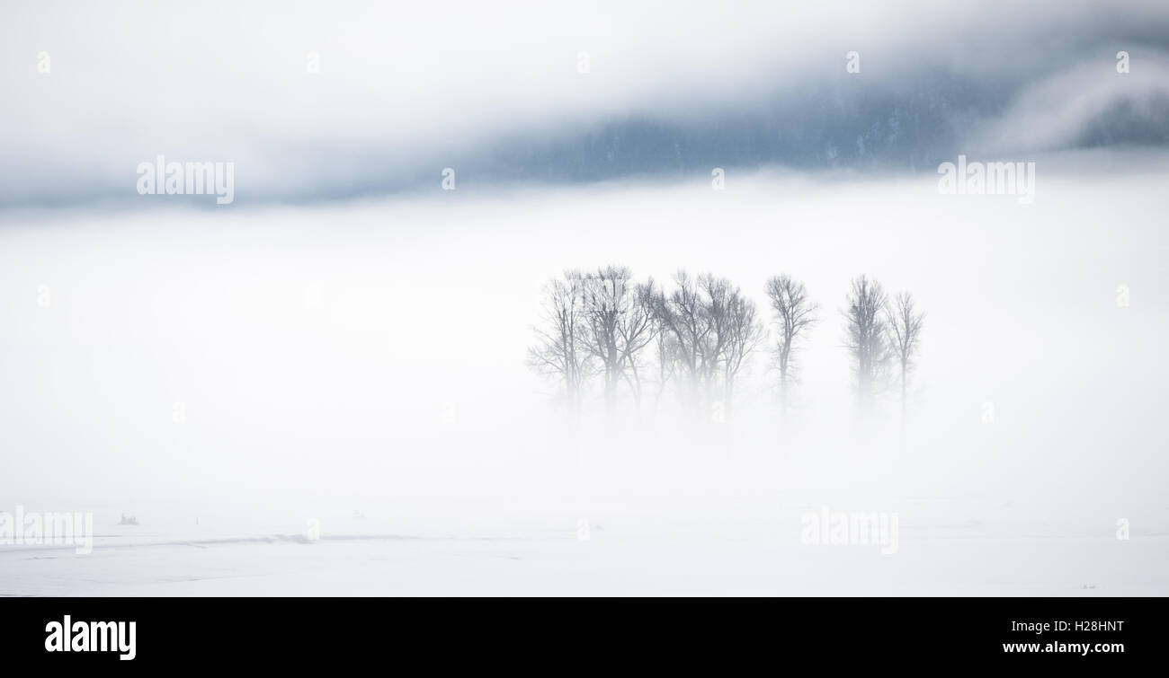 Lamar Valley dans la brume matinale, le Parc National de Yellowstone, Wyoming Banque D'Images