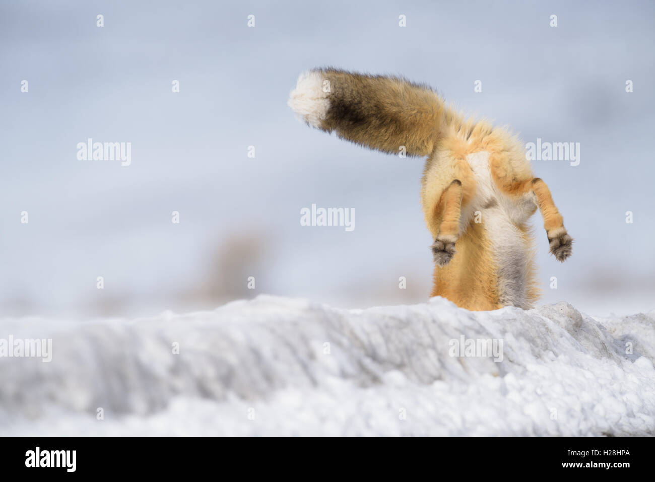 Fox en hiver, le Parc National de Yellowstone, Wyoming, USA Banque D'Images