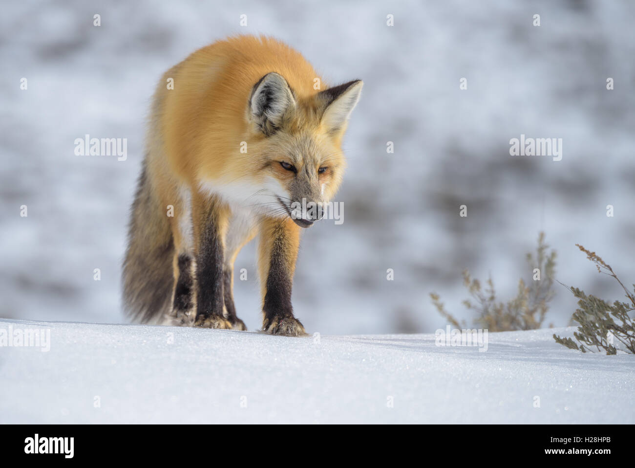 Fox en hiver, le Parc National de Yellowstone, Wyoming, USA Banque D'Images