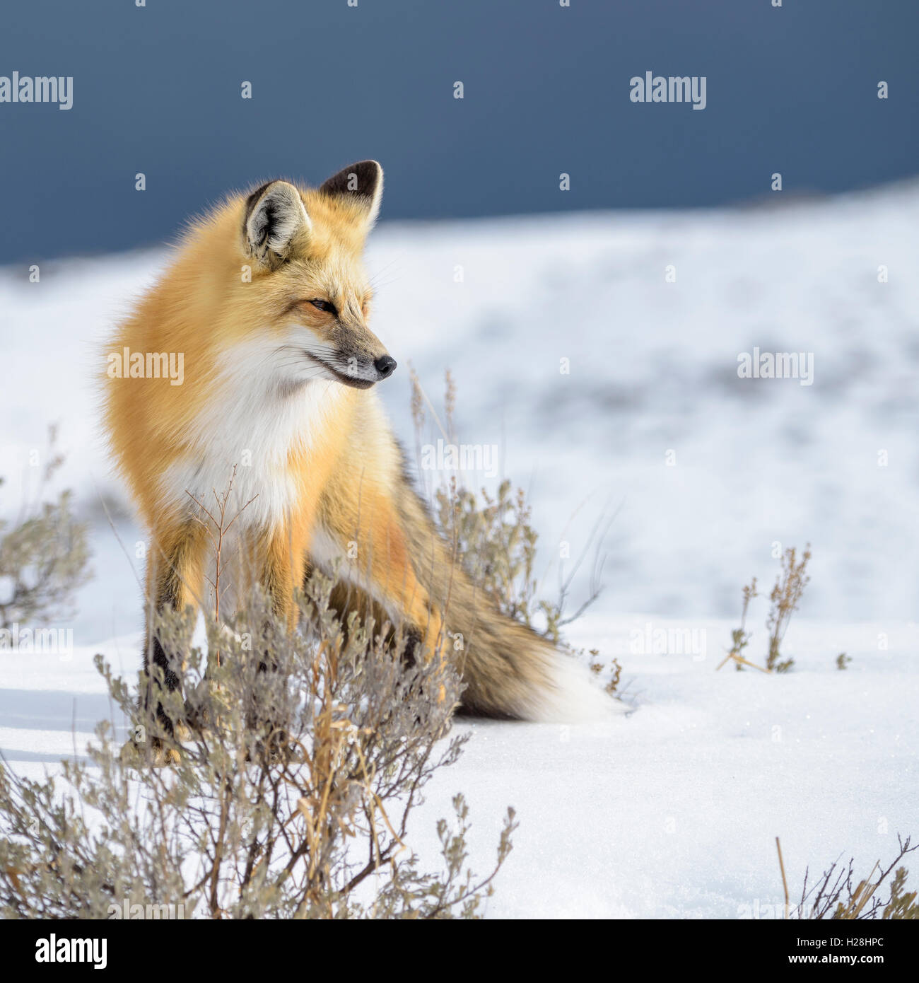 Fox en hiver, le Parc National de Yellowstone, Wyoming, USA Banque D'Images