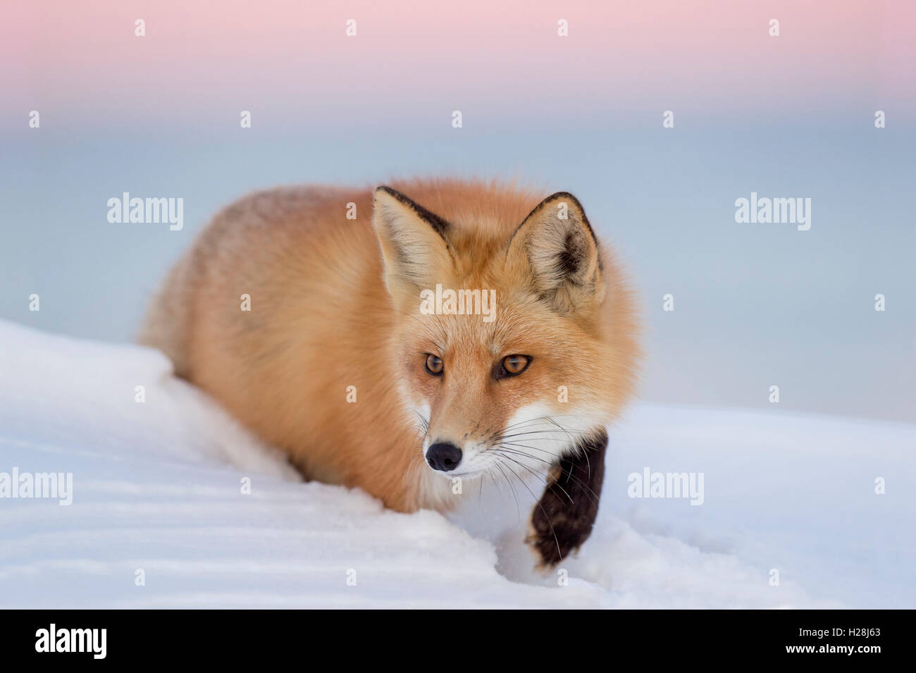 Un renard rouge bien qu'une des tiges de la neige profonde un crépuscule avec un fond de ciel rose et pourpre. Banque D'Images