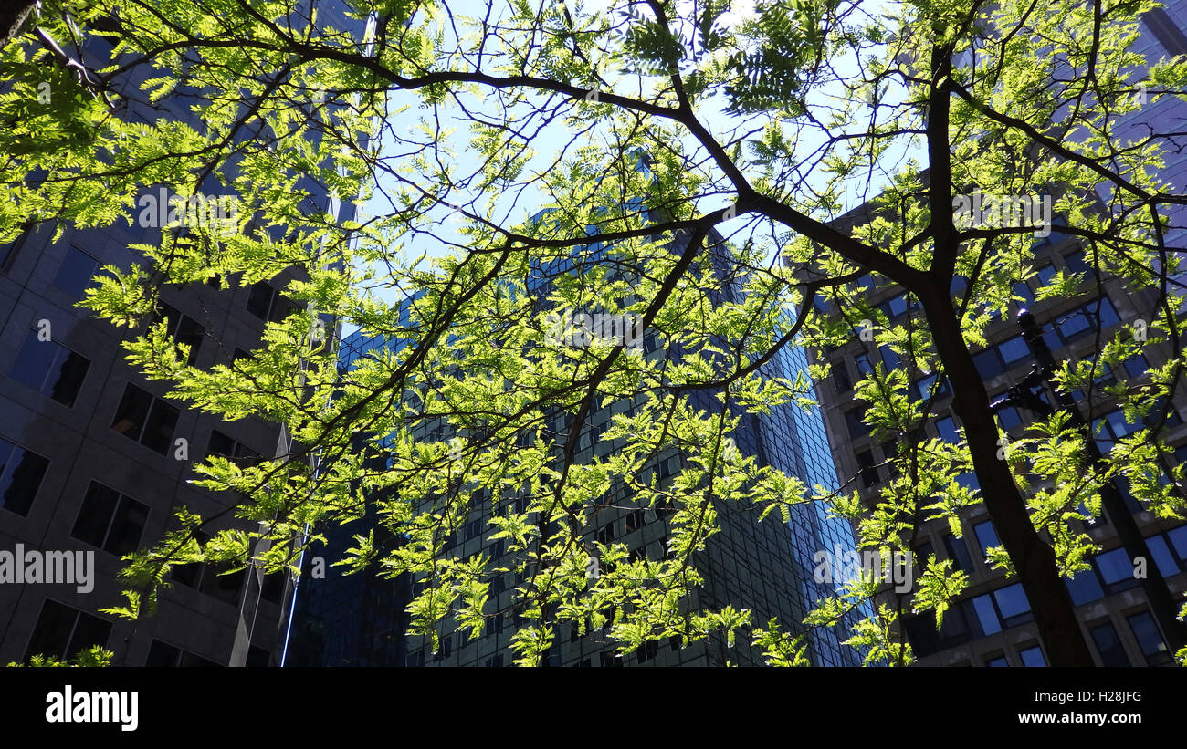 Les feuilles brillamment allumé printemps avec des gratte-ciel en arrière-plan Banque D'Images