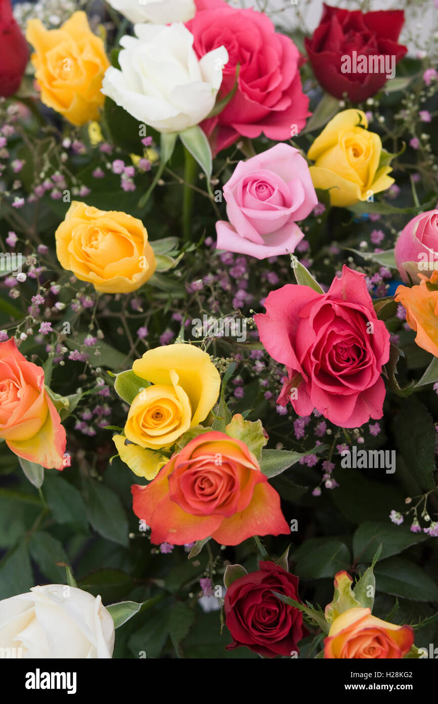 Un assortiment de bouquets de roses multicolores Banque D'Images
