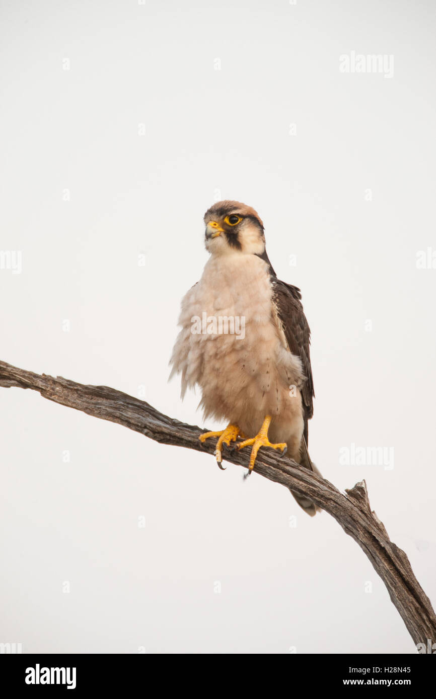 Le faucon lanier (Falco biarmicus) à Masai Mara dans la soirée perché sur un arbre mort Banque D'Images