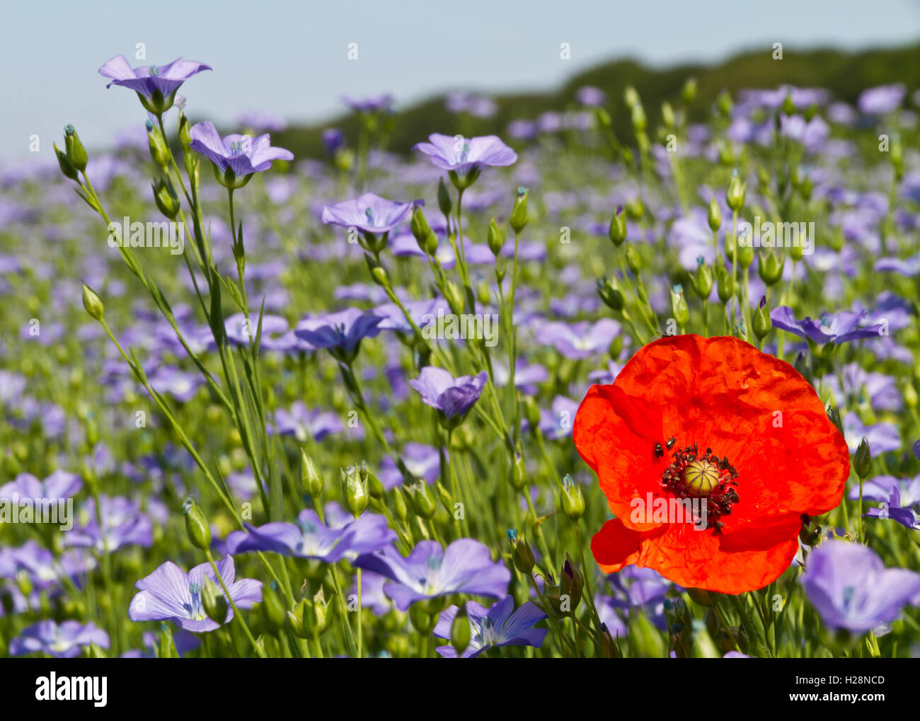 Le Lin Champ Lin agricole Banque de photographies et d’images à haute résolution - Alamy
