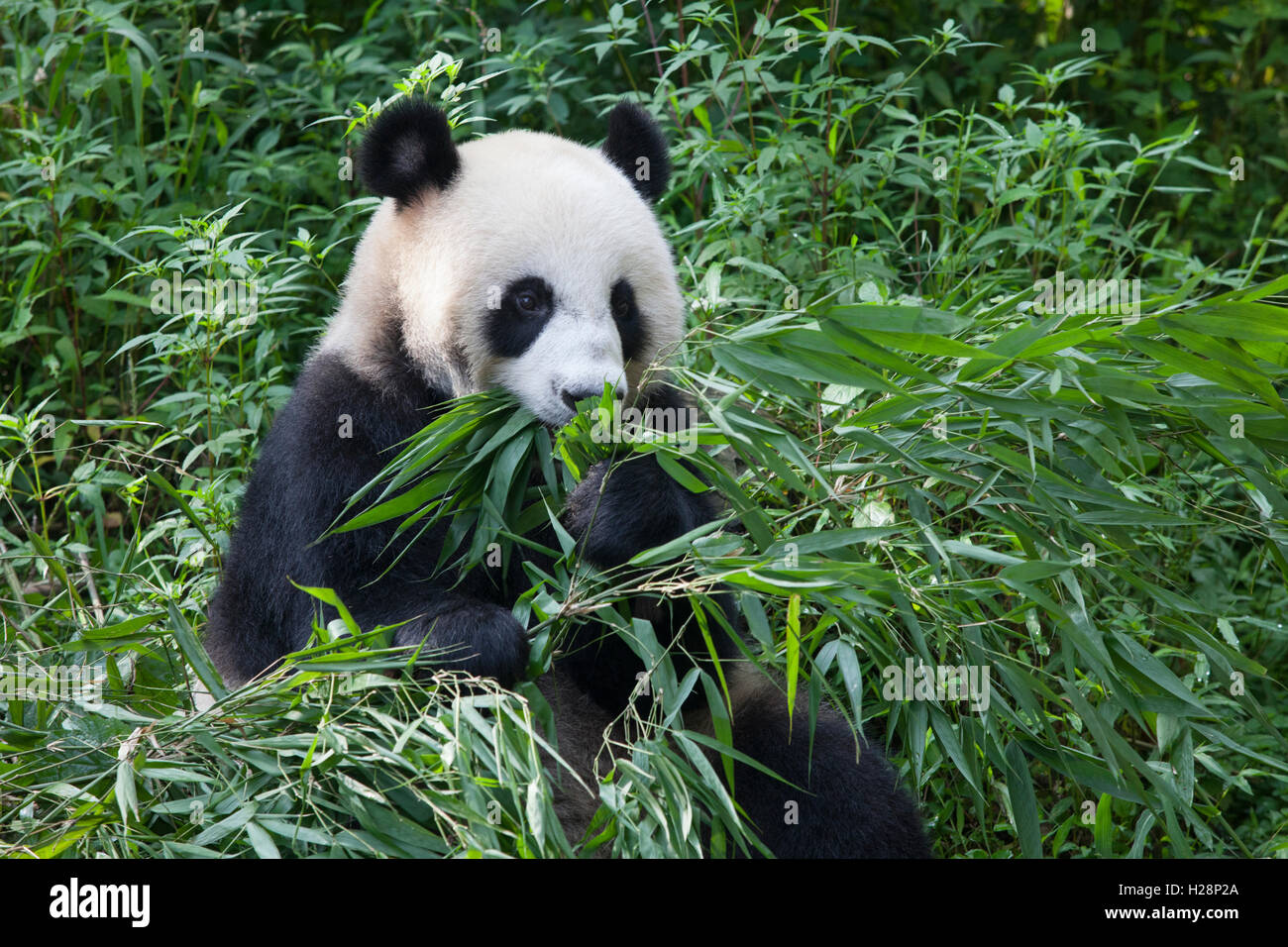 Panda est en train de manger des feuilles de bambou à Bifengxia Panda National réserver dans le Sichuan, Chine Banque D'Images