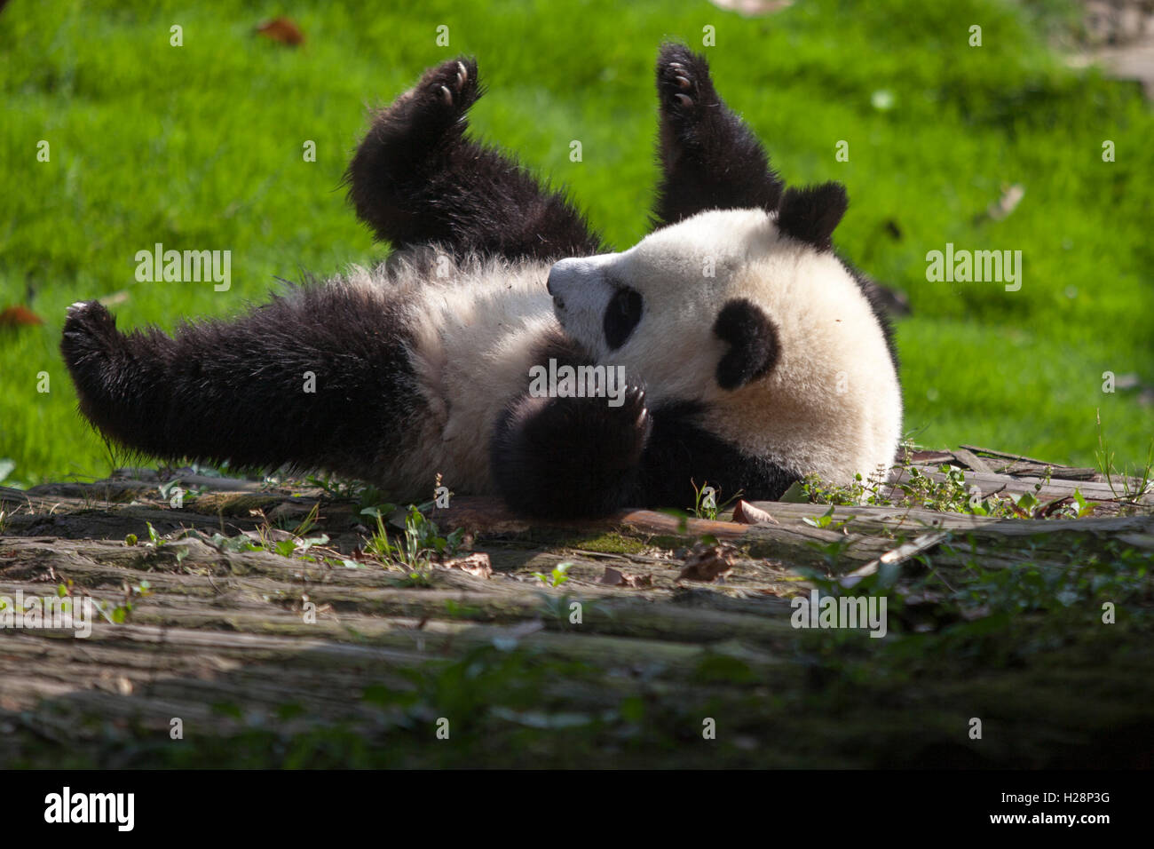 Ours panda géant jouent dans leur habitat à Bifengxia Panda National réserver au Sichuan Chine Banque D'Images