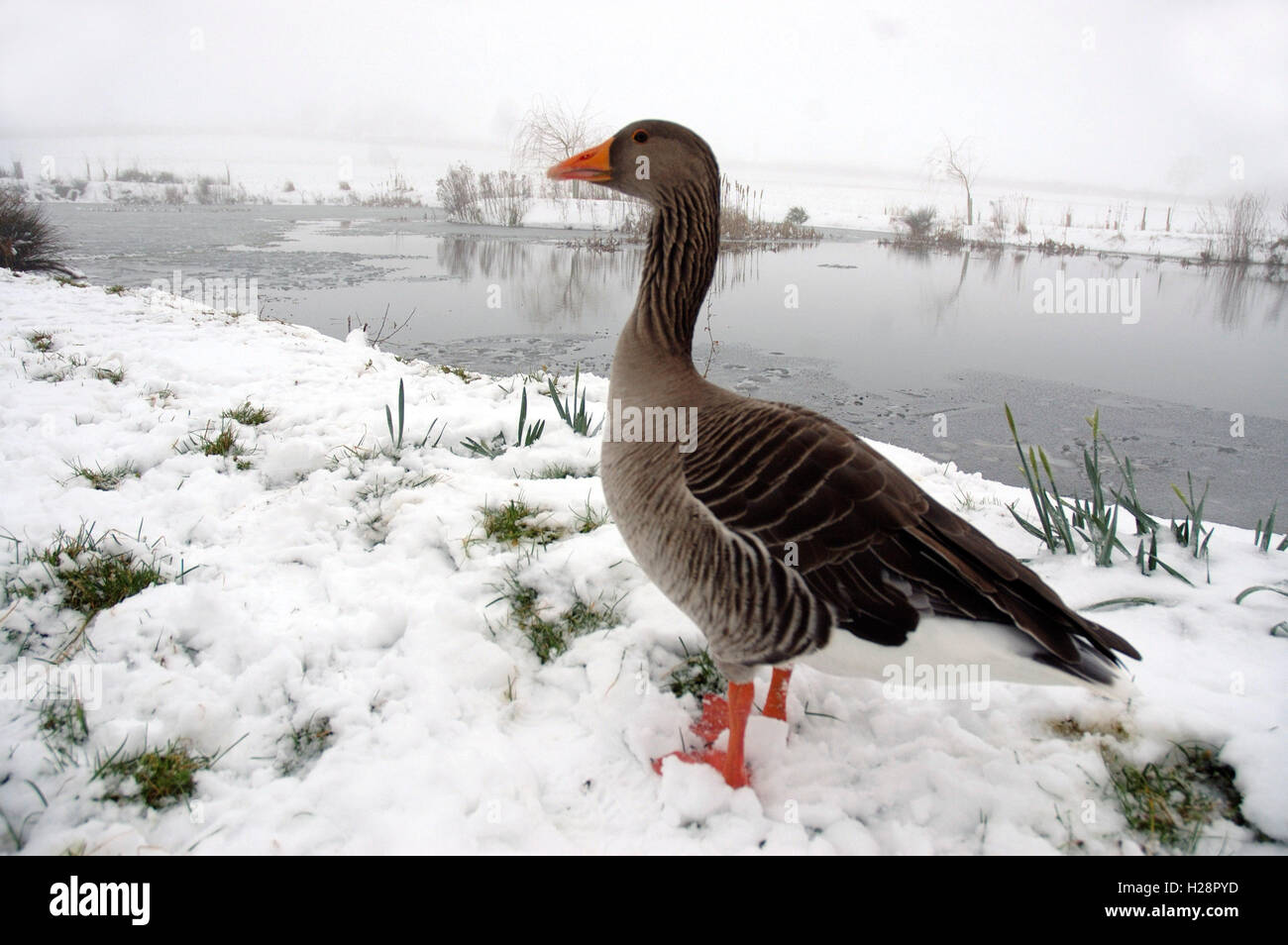 Cendrée dans la neige Banque D'Images