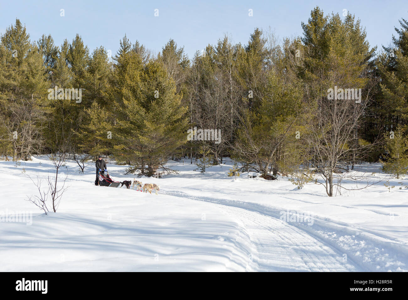 Man le traîneau à chiens à l'extérieur dans la neige du nord du Michigan Banque D'Images