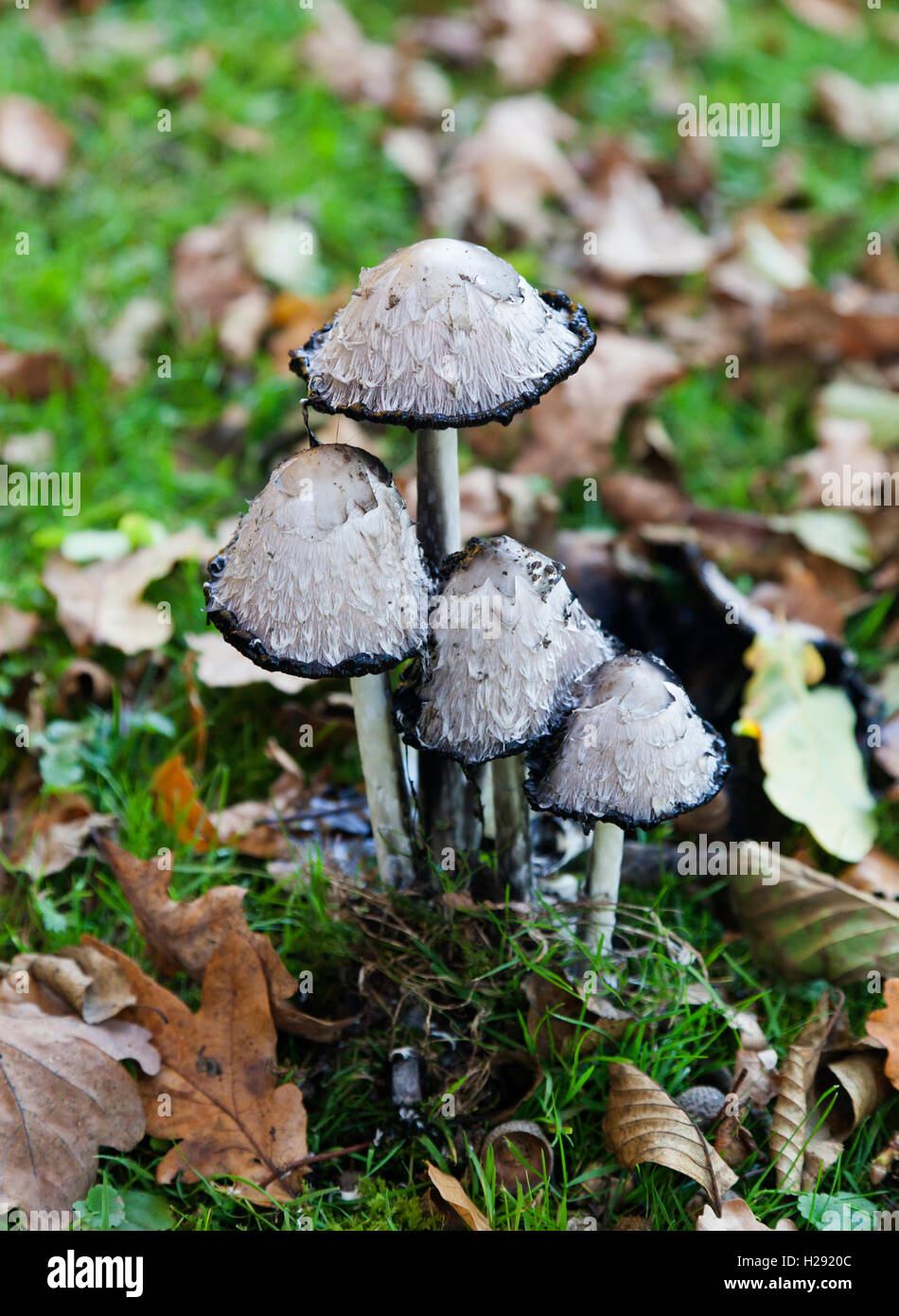 Cap d'encre Shaggy, également avocat ou la perruque de Shaggy mane (Coprinus comatus), Nordrhein-Westfalen, Allemagne Banque D'Images
