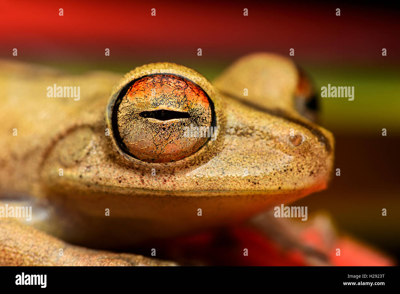 Des Auges Nahaufnahme von dem Baumfrosch neotropischen (Hypsiboas fasciatus), Familie der Baumfrösche (Hylidae), Amazonas Regenw Banque D'Images