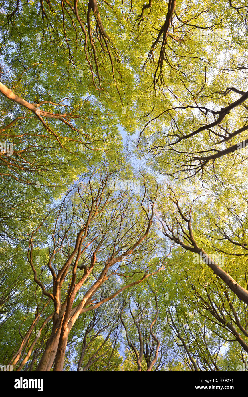 Hêtre européen (Fagus sylvatica) arbres, la cime des arbres au printemps, le Parc National de Jasmund, Rügen, Mecklembourg-Poméranie-Occidentale Banque D'Images