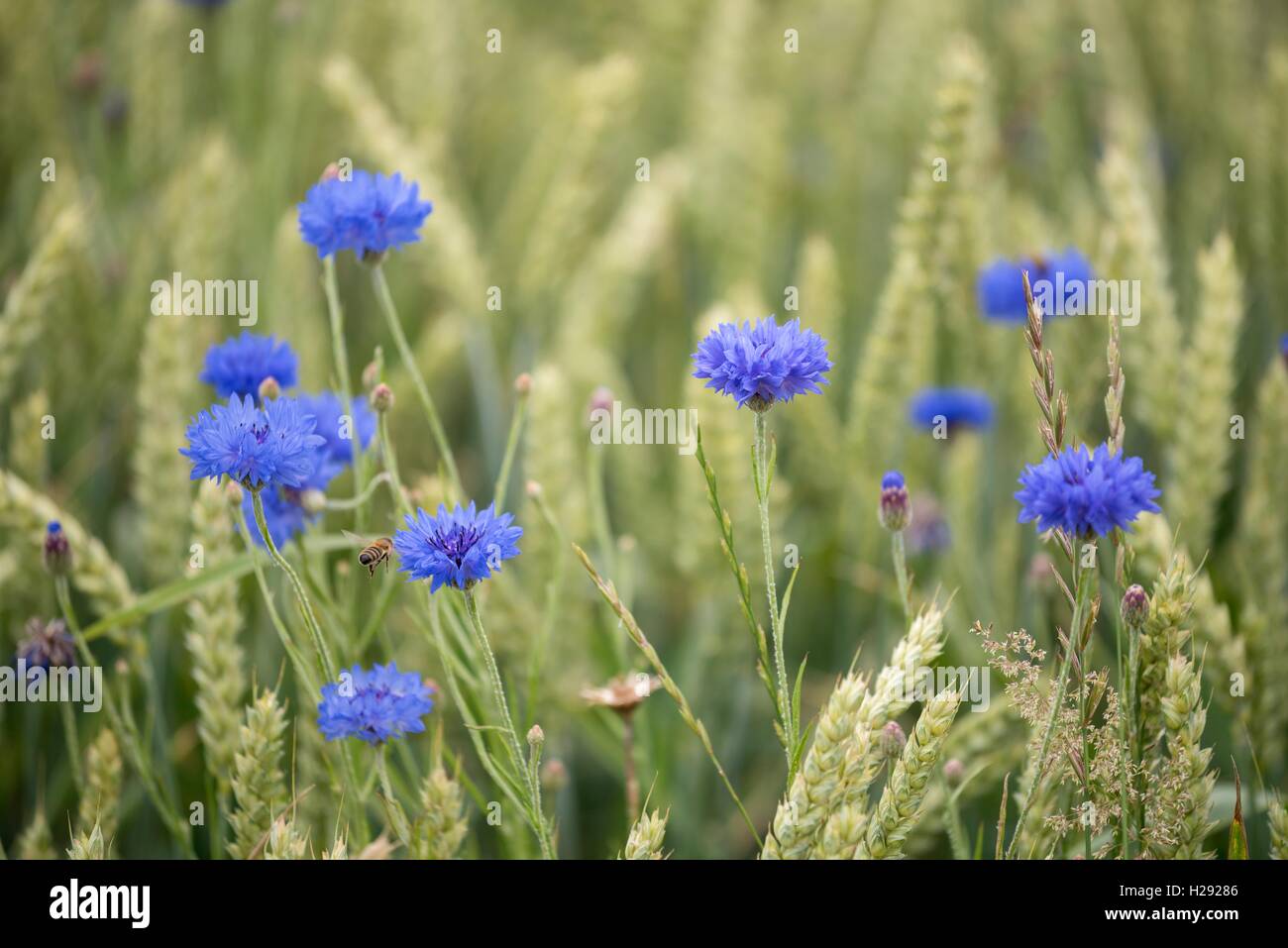 Le bleuet (Centaurea cyanus) dans le champ de blé (Triticum aestivum), Bade-Wurtemberg, Allemagne Banque D'Images