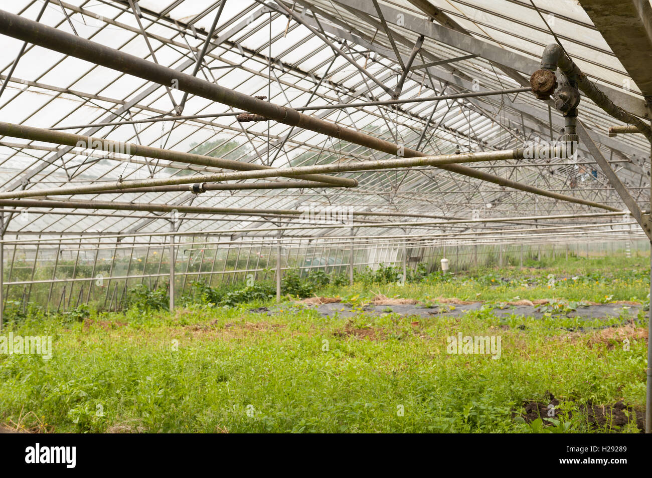 Les mauvaises herbes à échelle industrielle maison verte fruits bio légumes importés pas économique pour la production britannique Banque D'Images