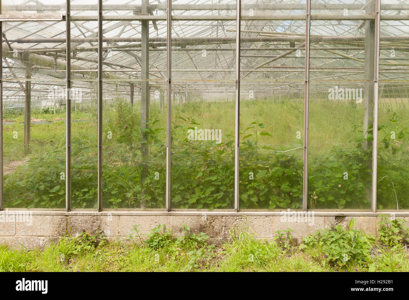 Les mauvaises herbes à échelle industrielle maison verte fruits bio légumes importés pas économique pour la production britannique Banque D'Images