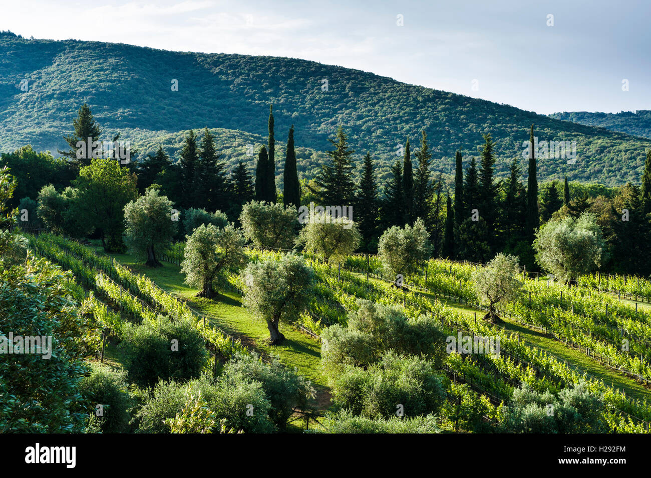 Vert typique toscane paysage avec cyprès, oliviers et vignes, Boligheri, Toscane, Italie Banque D'Images