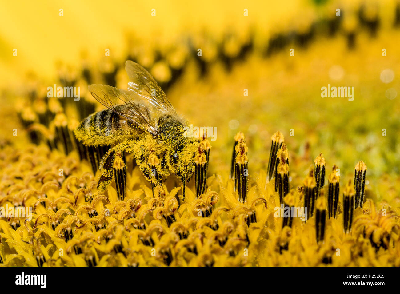 L'abeille carniolienne (Apis mellifera carnica) est la collecte de nectar à un tournesol (Helianthus annuus) blossom, Saxe Banque D'Images