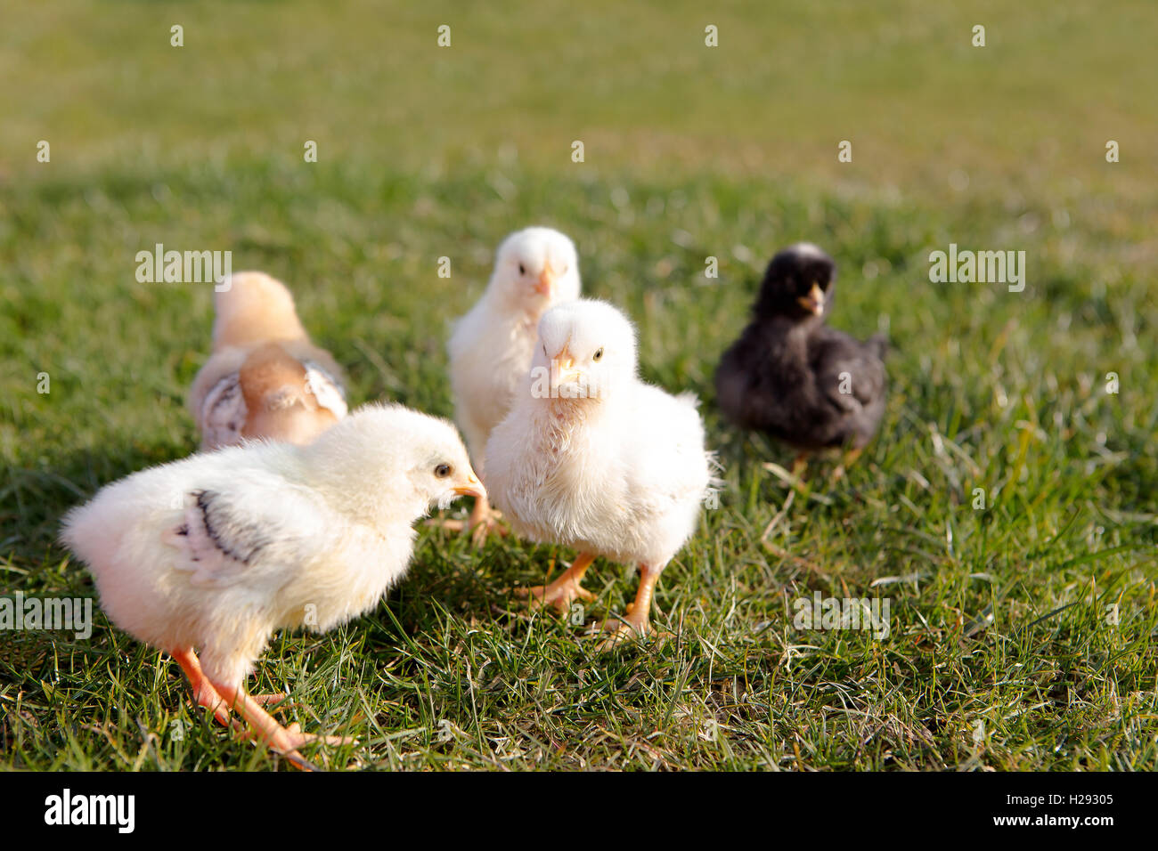 Jeune poulet sur une prairie piscine Banque D'Images