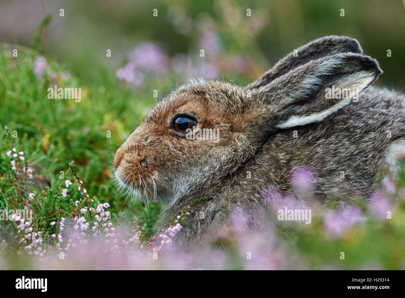 Lièvre variable (Lepus timidus), Ecosse, Royaume-Uni Banque D'Images