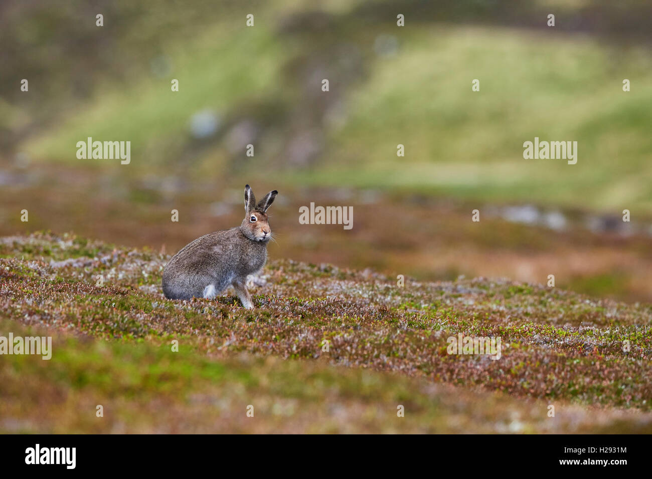 Lièvre variable (Lepus timidus), Ecosse, Royaume-Uni Banque D'Images