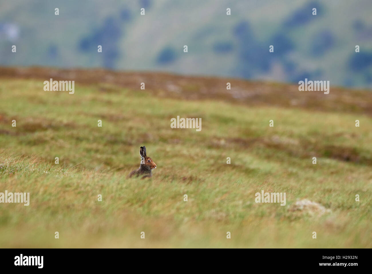 Lièvre variable (Lepus timidus), Ecosse, Royaume-Uni Banque D'Images