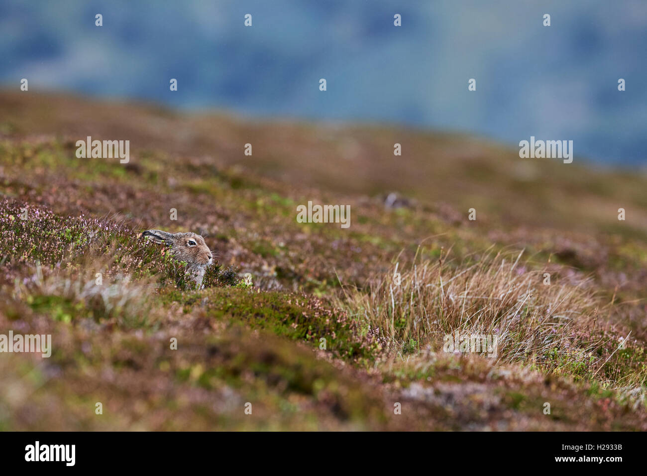 Lièvre variable (Lepus timidus), Ecosse, Royaume-Uni Banque D'Images