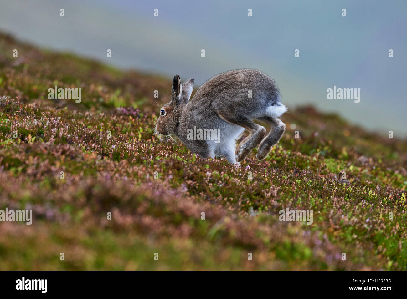 Lièvre variable (Lepus timidus), Ecosse, Royaume-Uni Banque D'Images