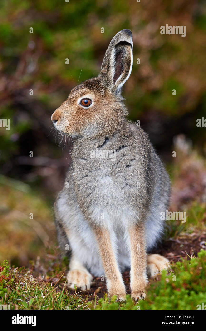 Lièvre variable (Lepus timidus), Ecosse, Royaume-Uni Banque D'Images