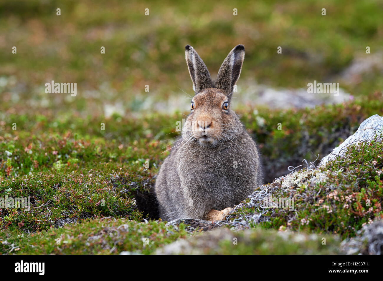 Lièvre variable (Lepus timidus), Ecosse, Royaume-Uni Banque D'Images