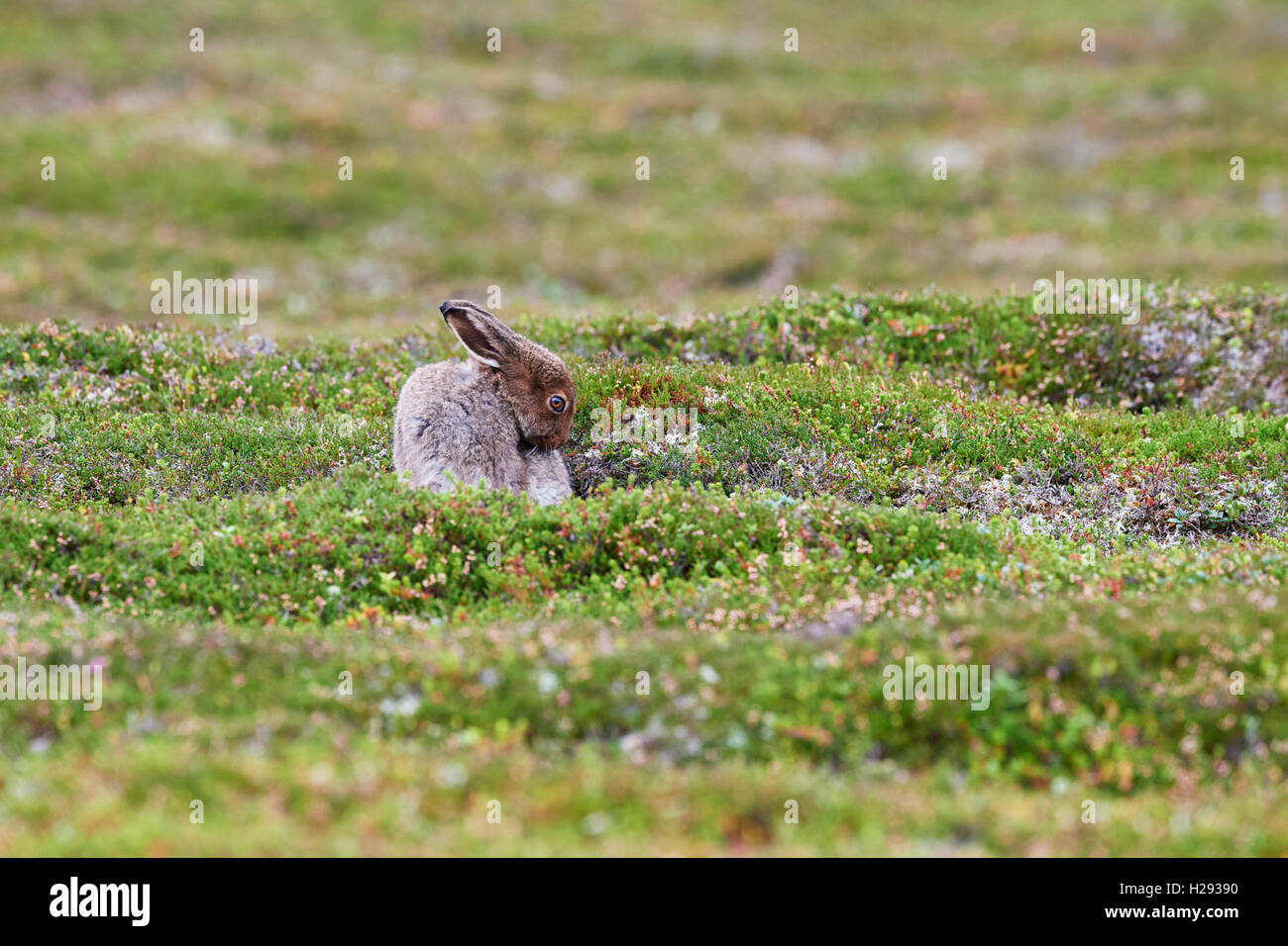 Lièvre variable (Lepus timidus), Ecosse, Royaume-Uni Banque D'Images