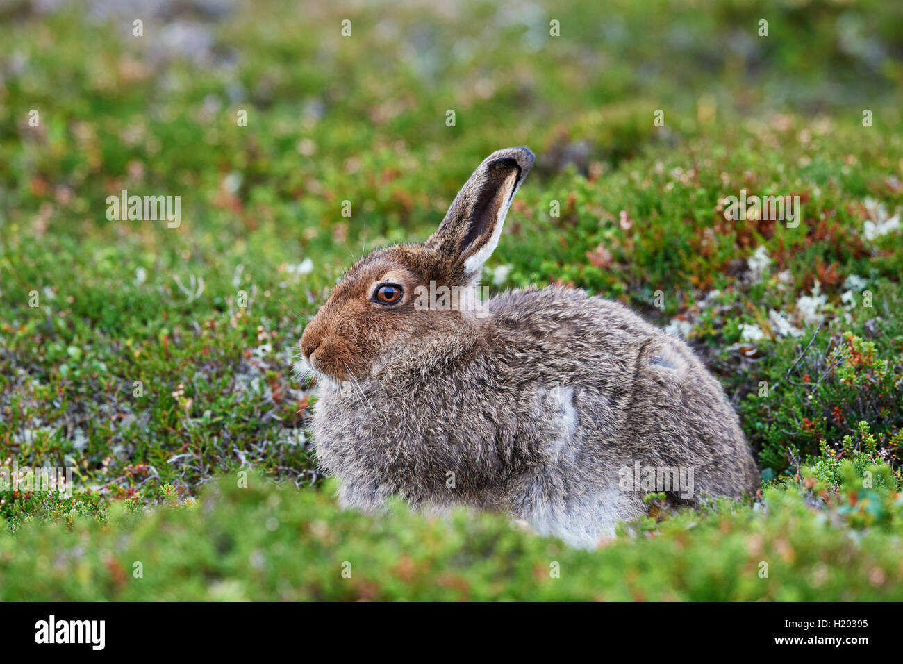 Lièvre variable (Lepus timidus), Ecosse, Royaume-Uni Banque D'Images
