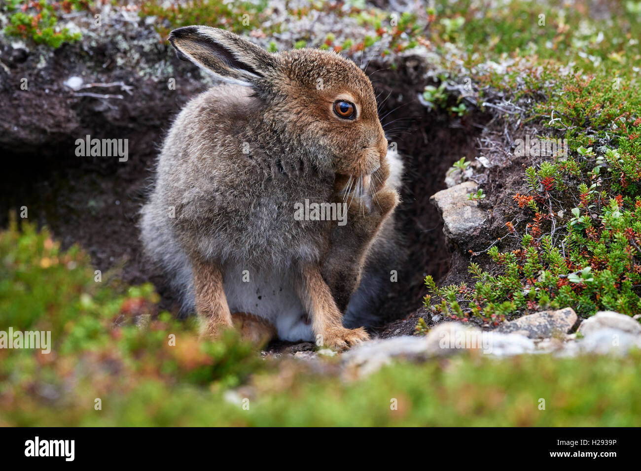 Lièvre variable (Lepus timidus), Ecosse, Royaume-Uni Banque D'Images