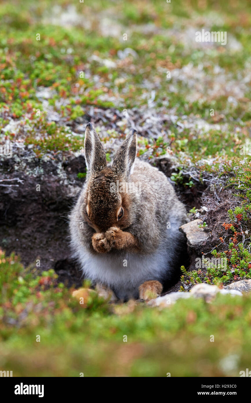 Lièvre variable (Lepus timidus), Ecosse, Royaume-Uni Banque D'Images
