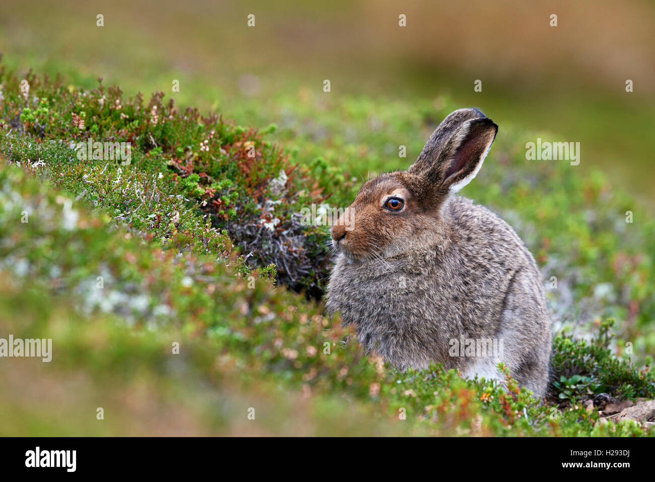 Lièvre variable (Lepus timidus), Ecosse, Royaume-Uni Banque D'Images