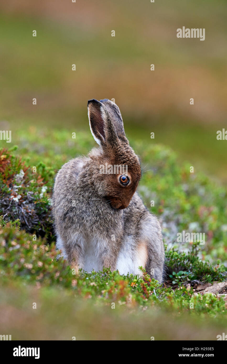 Lièvre variable (Lepus timidus), Ecosse, Royaume-Uni Banque D'Images