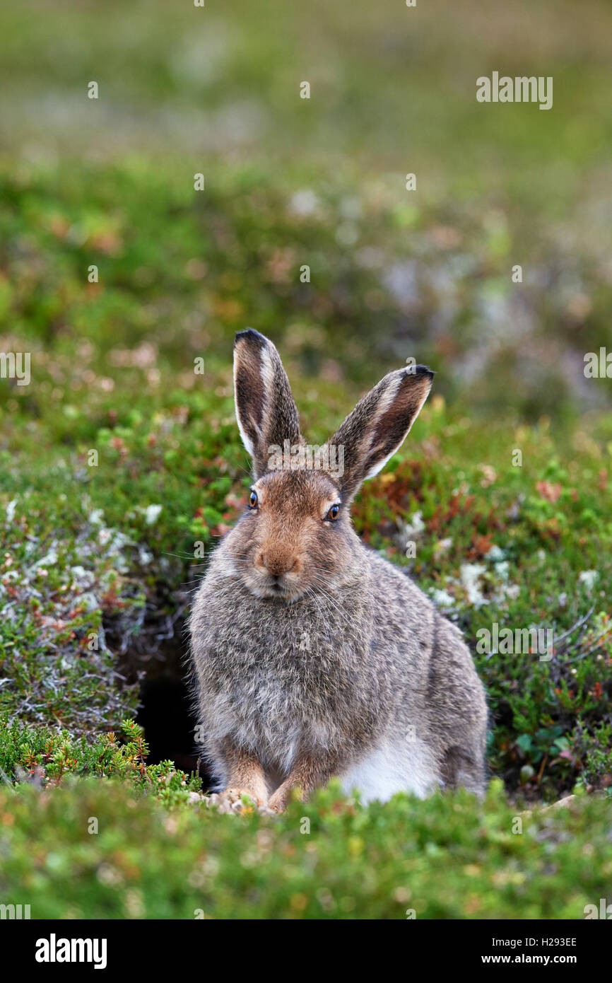 Lièvre variable (Lepus timidus), Ecosse, Royaume-Uni Banque D'Images