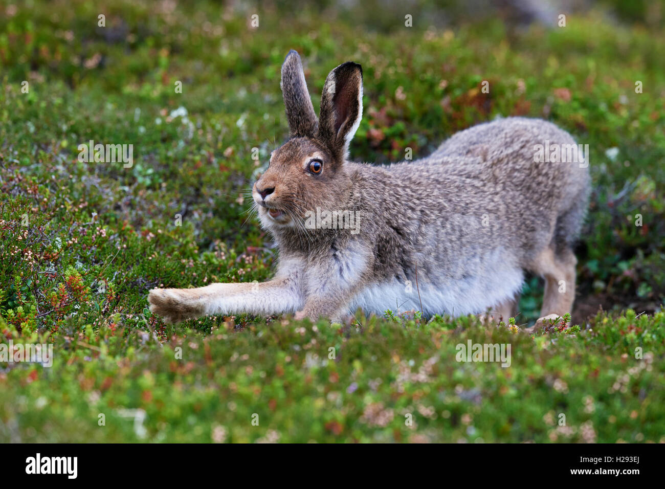 Lièvre variable (Lepus timidus), Ecosse, Royaume-Uni Banque D'Images