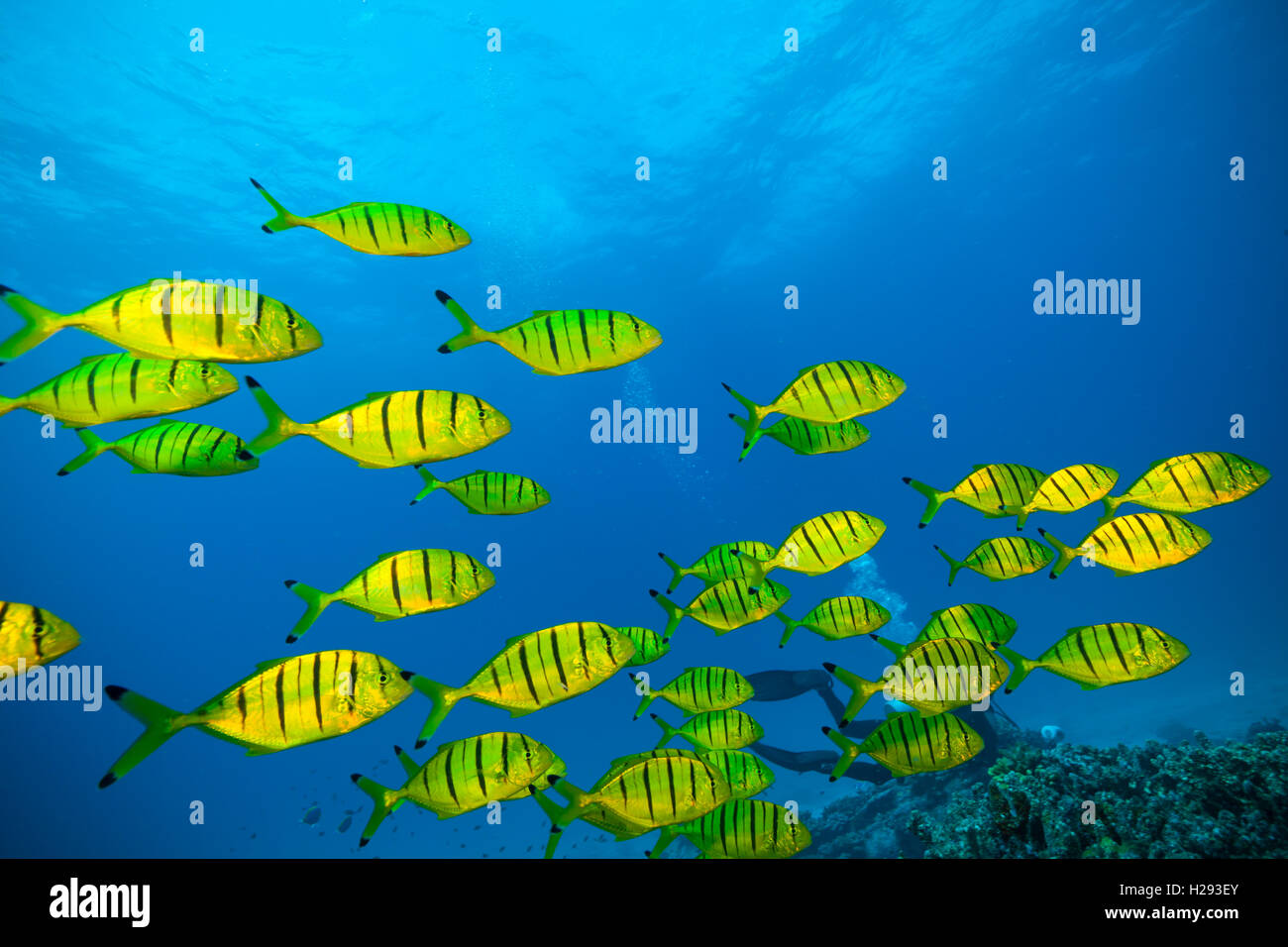 Troupeau de poissons jaunes qui coule dans l'océan Indien Banque D'Images