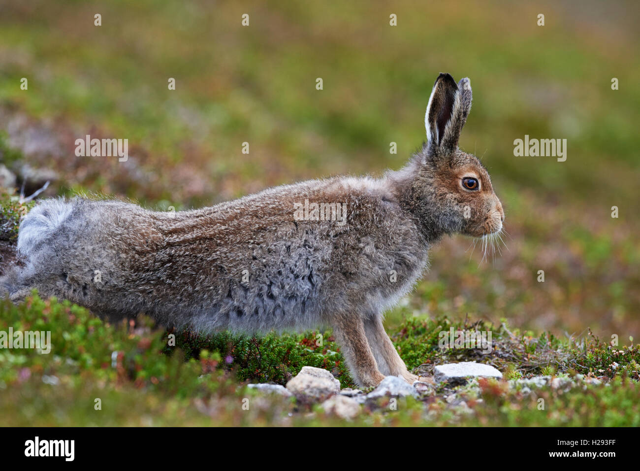 Lièvre variable (Lepus timidus), Ecosse, Royaume-Uni Banque D'Images