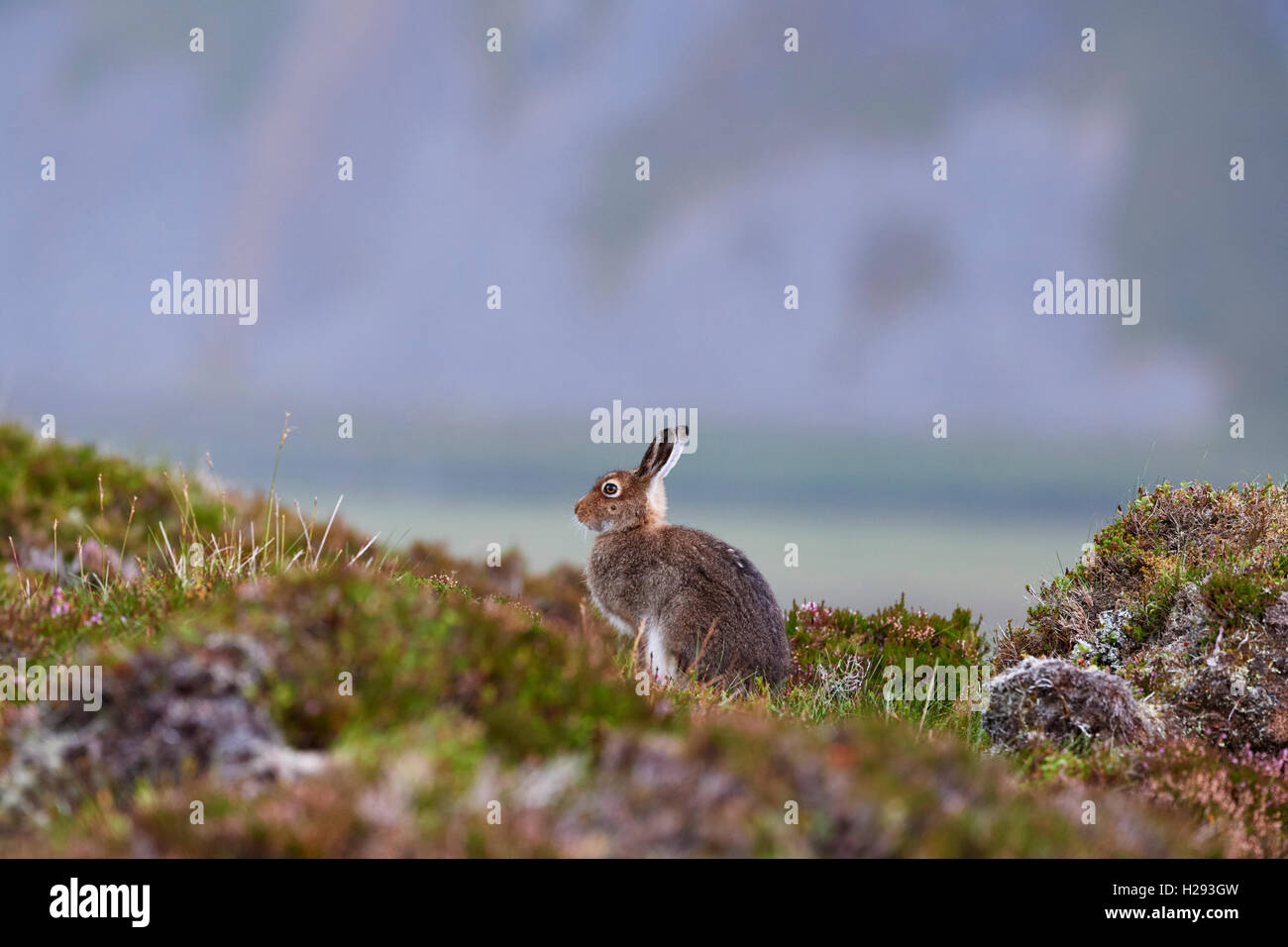 Lièvre variable (Lepus timidus), Ecosse, Royaume-Uni Banque D'Images