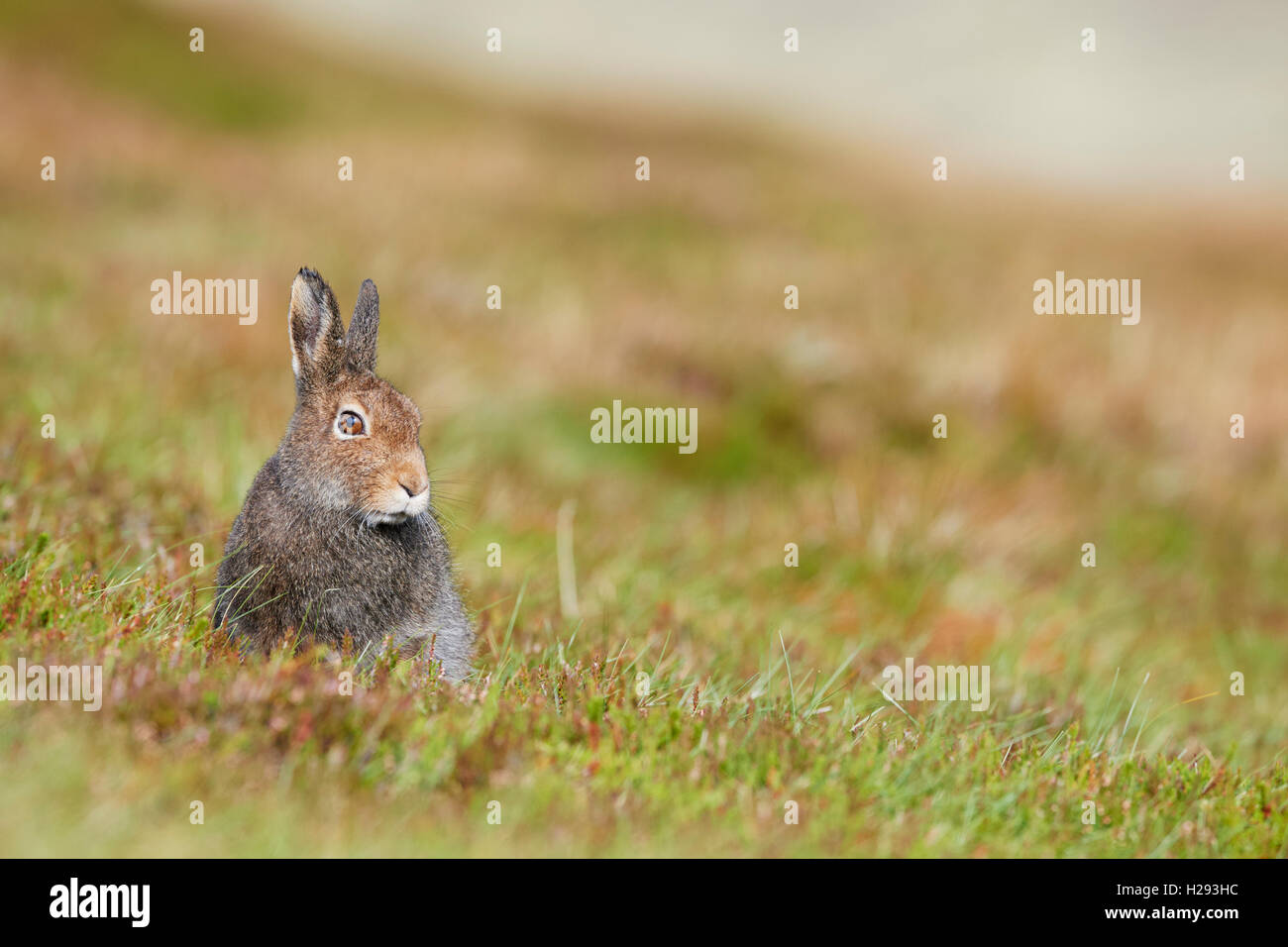 Lièvre variable (Lepus timidus), Ecosse, Royaume-Uni Banque D'Images